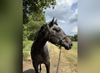 Englisches Vollblut, Wallach, 6 Jahre, 166 cm, Kann Schimmel werden