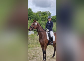 Englisches Vollblut, Wallach, 6 Jahre, 175 cm, Brauner