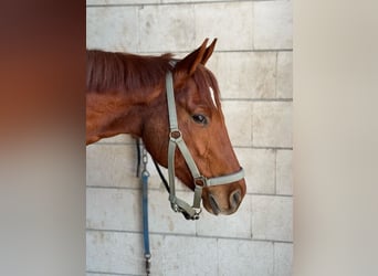 Englisches Vollblut, Wallach, 6 Jahre, 187 cm, Fuchs
