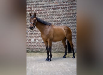 Englisches Vollblut, Wallach, 7 Jahre, 152 cm, Brauner