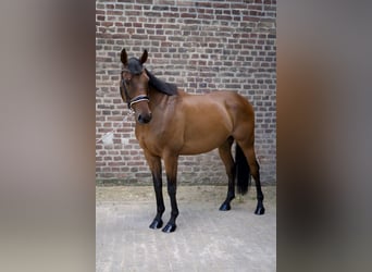 Englisches Vollblut, Wallach, 7 Jahre, 152 cm, Brauner