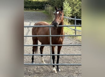 Englisches Vollblut, Wallach, 7 Jahre, 158 cm, Brauner