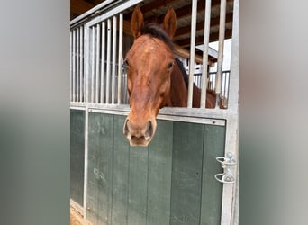 Englisches Vollblut, Wallach, 7 Jahre, 160 cm, Dunkelfuchs