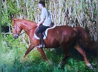 Englisches Vollblut, Wallach, 7 Jahre, 160 cm, Fuchs