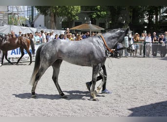 Englisches Vollblut, Wallach, 7 Jahre, 160 cm, Schimmel