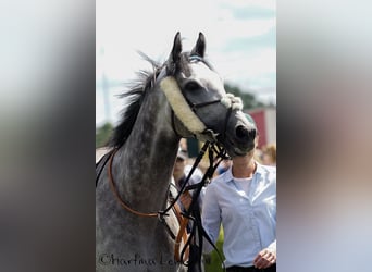 Englisches Vollblut, Wallach, 7 Jahre, 160 cm, Schimmel