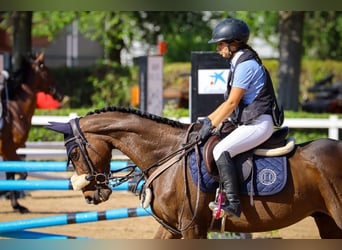 Englisches Vollblut, Wallach, 7 Jahre, 161 cm, Dunkelbrauner