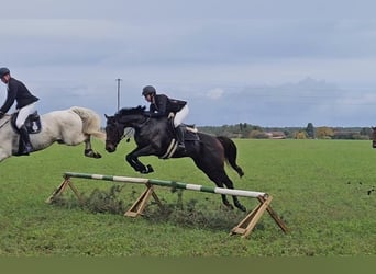 Englisches Vollblut, Wallach, 7 Jahre, 165 cm, Brauner