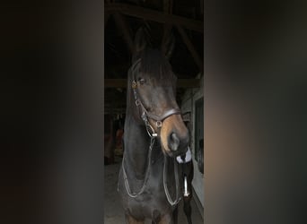 Englisches Vollblut, Wallach, 7 Jahre, 165 cm, Brauner