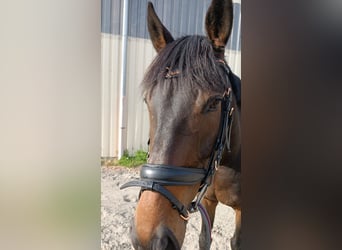 Englisches Vollblut, Wallach, 7 Jahre, 165 cm, Dunkelbrauner