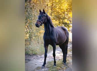 Englisches Vollblut, Wallach, 7 Jahre, 165 cm, Dunkelbrauner