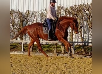 Englisches Vollblut, Wallach, 7 Jahre, 165 cm, Dunkelfuchs