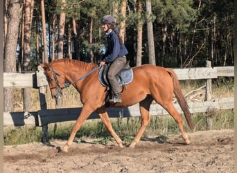 Englisches Vollblut, Wallach, 7 Jahre, 165 cm, Fuchs