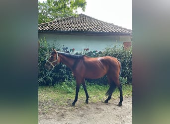 Englisches Vollblut, Wallach, 7 Jahre, 168 cm, Brauner