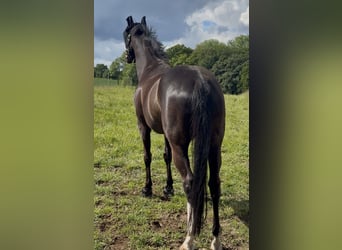 Englisches Vollblut, Wallach, 7 Jahre, 168 cm, Schwarzbrauner