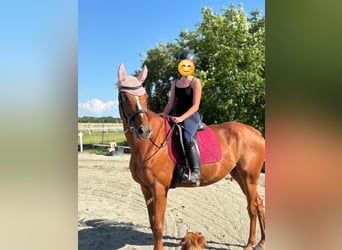 Englisches Vollblut, Wallach, 7 Jahre, 171 cm, Fuchs