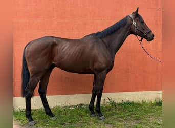 Englisches Vollblut, Wallach, 7 Jahre, 172 cm, Dunkelbrauner