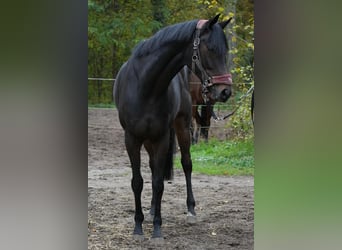 Englisches Vollblut, Wallach, 7 Jahre