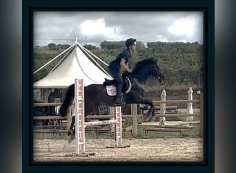 Englisches Vollblut, Wallach, 8 Jahre, 148 cm, Dunkelbrauner