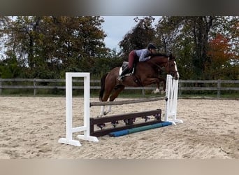 Englisches Vollblut, Wallach, 8 Jahre, 152 cm, Roan-Bay
