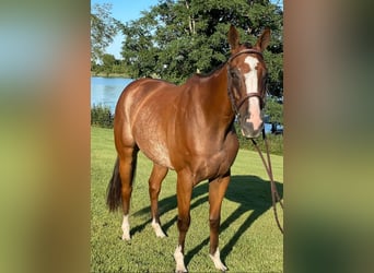 Englisches Vollblut, Wallach, 8 Jahre, 152 cm, Roan-Bay