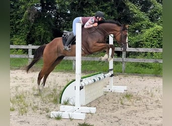 Englisches Vollblut, Wallach, 8 Jahre, 152 cm, Roan-Bay