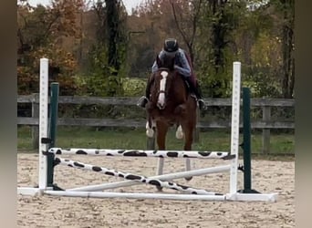Englisches Vollblut, Wallach, 8 Jahre, 152 cm, Roan-Bay