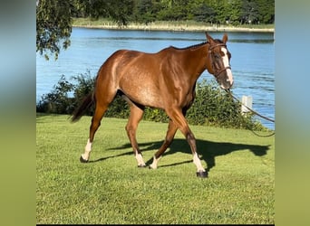 Englisches Vollblut, Wallach, 8 Jahre, 152 cm, Roan-Bay