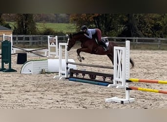 Englisches Vollblut, Wallach, 8 Jahre, 152 cm, Roan-Bay