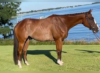 Englisches Vollblut, Wallach, 8 Jahre, 152 cm, Roan-Bay