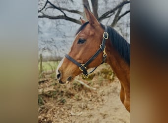 Englisches Vollblut, Wallach, 8 Jahre, 152 cm, Rotbrauner