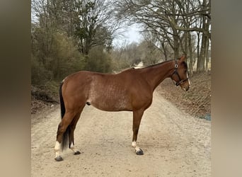 Englisches Vollblut, Wallach, 8 Jahre, 152 cm, Rotbrauner