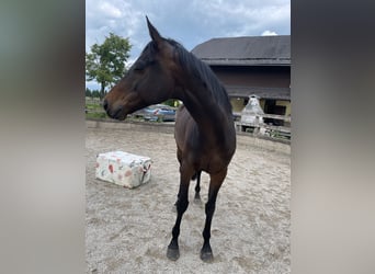Englisches Vollblut, Wallach, 8 Jahre, 162 cm, Schwarzbrauner