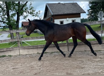 Englisches Vollblut, Wallach, 8 Jahre, 162 cm, Schwarzbrauner
