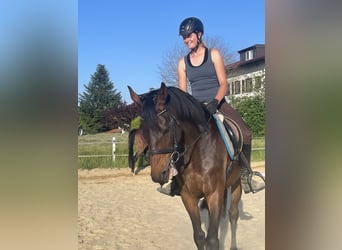 Englisches Vollblut, Wallach, 8 Jahre, 162 cm, Schwarzbrauner
