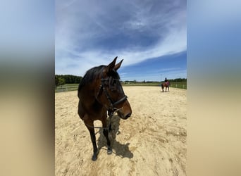 Englisches Vollblut, Wallach, 8 Jahre, 162 cm, Schwarzbrauner
