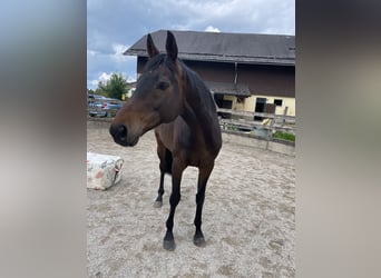 Englisches Vollblut, Wallach, 8 Jahre, 162 cm, Schwarzbrauner