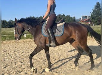 Englisches Vollblut, Wallach, 8 Jahre, 162 cm, Schwarzbrauner