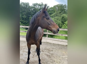 Englisches Vollblut, Wallach, 8 Jahre, 162 cm, Schwarzbrauner