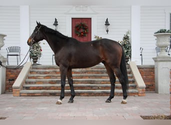 Hunter Kaufen Und Verkaufen | Ehorses.de