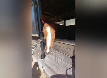 Englisches Vollblut, Wallach, 8 Jahre, 164 cm, Fuchs