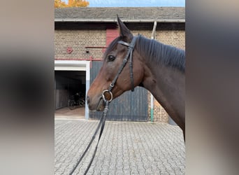 Englisches Vollblut, Wallach, 8 Jahre, 165 cm, Brauner