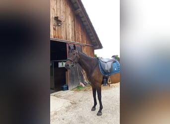 Englisches Vollblut, Wallach, 8 Jahre, 165 cm, Brauner