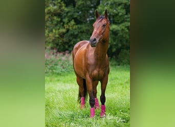 Englisches Vollblut, Wallach, 8 Jahre, 165 cm, Brauner