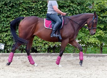 Englisches Vollblut, Wallach, 8 Jahre, 165 cm, Brauner