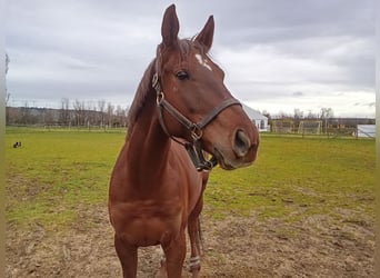 Englisches Vollblut, Wallach, 8 Jahre, 165 cm, Fuchs