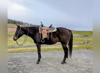 Englisches Vollblut, Wallach, 8 Jahre, 165 cm, Rotbrauner