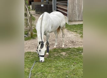 Englisches Vollblut, Wallach, 8 Jahre, 169 cm, Schimmel