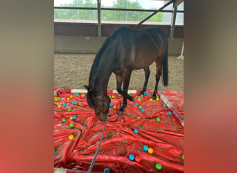 Englisches Vollblut, Wallach, 8 Jahre, 170 cm, Roan-Bay