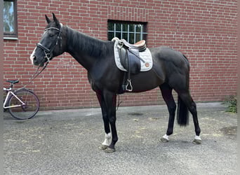 Englisches Vollblut, Wallach, 8 Jahre, 170 cm, Schwarzbrauner